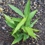 Set of 6 Large Ginger Plants Live, 4 to 7 Inches in Height, Galangal Plants, Live Ginger Plants, Ginger Live Plants for Garden, Ginger Starter Plant for Planting