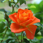 Climbing Roses Live Plants, Rose Bushes Ready to Planting, No Pot, Cut Back, Well Rooted, 6-8 Months Old (Orange)