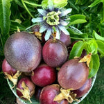 Red Passion Fruit Plant Live 1.5-2 Feet Tall, Passiflora Edible Fruit Vine in Gallon Pot, Tropical Climbing Plant for Trellis, Garden or Patio