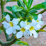 White Desert Rose Plants Live for Indoor Outdoor Growing, Cold Hardy, Starter Size, 4-7 Inc in Tall Desert Rose Seedling