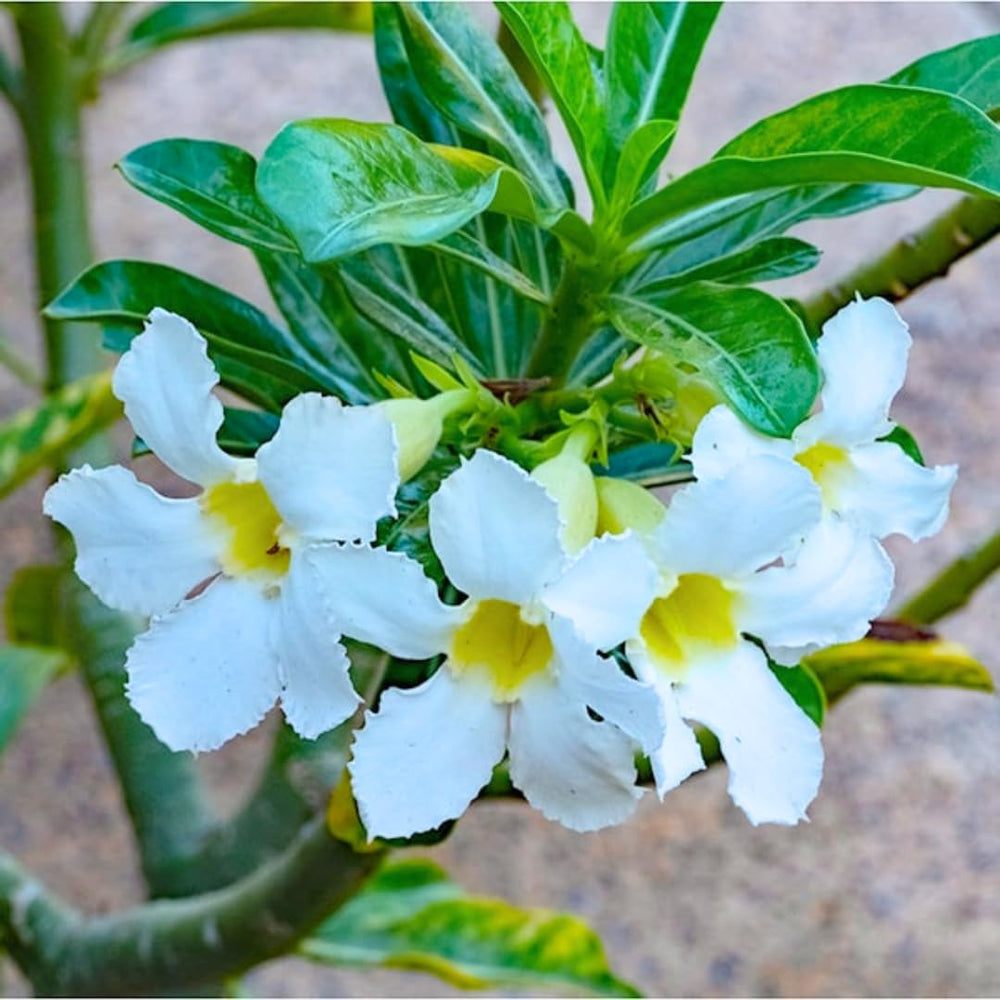 White Desert Rose Plants Live for Indoor Outdoor Growing, Cold Hardy, Starter Size, 4-7 Inc in Tall Desert Rose Seedling