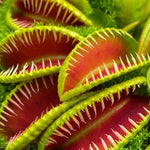 Pack 6 Green Venus Flytraps Plants Live, Starter Plants Fly Trap Dionaea Muscipula for Growing