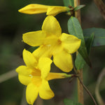 2 Yellow Jasmine Plant Live, Jasmine Flower Plants, 5 to 7 Inc