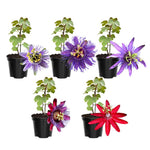 Pack 2 Passion Flower Plants, Mixed Passiflora Vine Flowering Plant 4-7 Inch Tall, Indoor Outdoor Planting