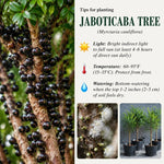 Black Jaboticaba Tree Live Plant, 1 Feet Tall, Tropical Fruit Tree for Garden, Patio Pots