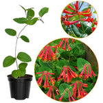 2 Major Wheeler Honeysuckle Plants Live for Planting, Fragrant, Easy to Grow, Perfect for Landscaping, No Pot, Ideal for Trellises Fences, Climbing or Bush, Rooted Cutting 8-12", Dormant No Leaf