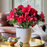 Red Azalea Live Plant, Rhododendron Flowering Shrub for Outdoor Planting, 10 Inches Tall, Hardy Azalea Bush for Landscape and Garden