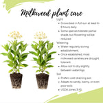 2 White Milkweed Plants Live, 5-8 Inch Tall, Butterfly Milkweed Asclepias Tuberosa Plant for Perennial Flower