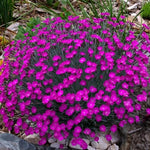 Set 4 Mixed Colors Dianthus Perennial Plants Live, Dianthus Live Plants for Outside Planting, Pink White Red Dianthus Color, Dianthus Flower Plant Live, Zones 3 to 9