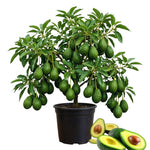 Avocado Tree Plant Live, Sweet Fruit Plant, 6 Inch Tall