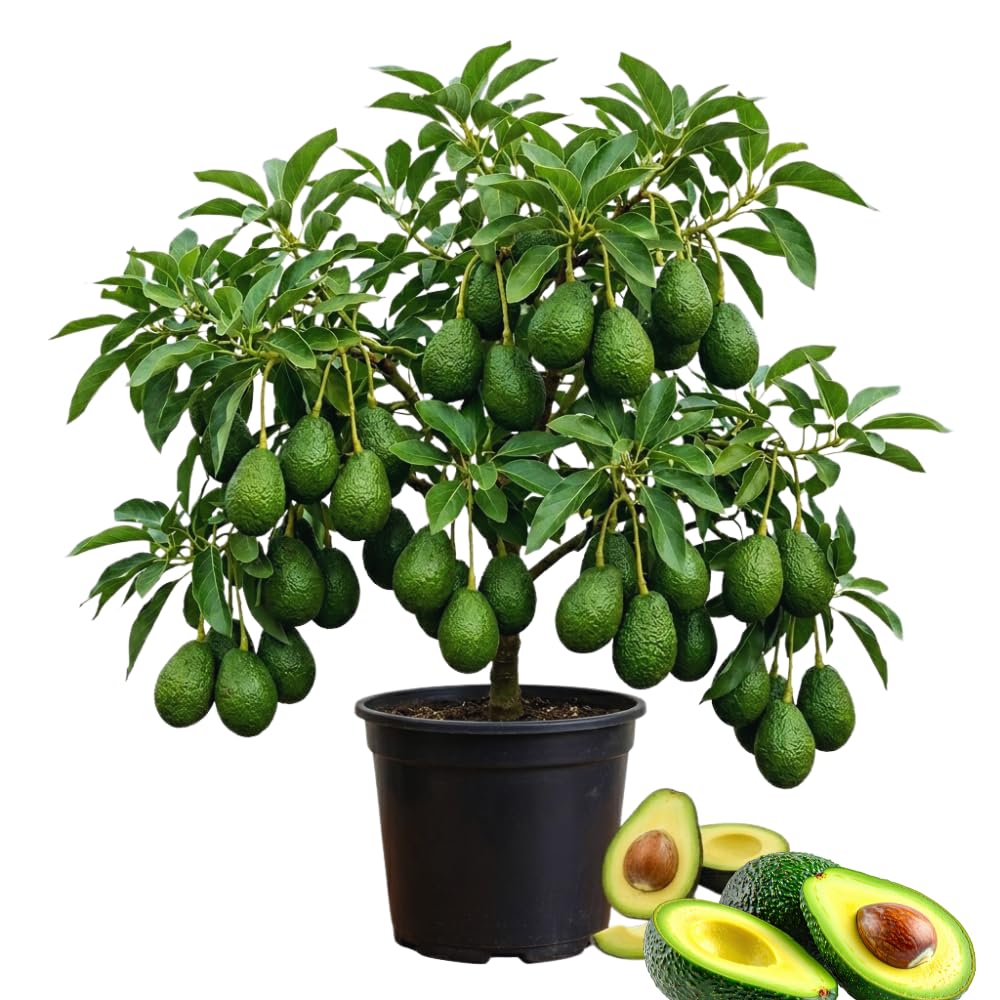 Avocado Tree Plant Live, Sweet Fruit Plant, 6 Inch Tall