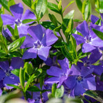 Periwinkle Plant Live, Vinca Plant Live in 4 Inches Pot, Live Vinca Minor Plant, Vinca Starter Plant, Vinca Ground Cover Live Plant for Growing Indoor Outdoor