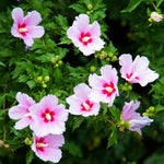 1 Pink Rose of Sharon Tree Live Plant in Pot, 6 to 14 Inch Tall, Althea Hibiscus Plant Live, Fragrant Hibiscus Syriacus Bush