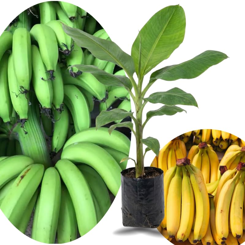 Yellow Banana Plant Tree Live, Cold Hardy 4-7" in Tall, No Pot, Outdoor Spring Planting, Rare and Sweet Banana Plants