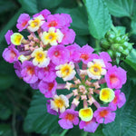 Purple Lantana Plants Live for Outdoor Planting, No Pot, 5-9 Inches Tall, Vibrant Color