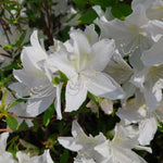 Live Azalea Plant, Hardy Rhododendron Flowering Shrub, 10 Inches Tall for Growing (White)
