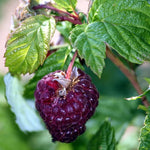 3 Raspberry Plants Live, Sweet Raspberry Bush Live Plants, Well-Rooted 5-8 Inch Height, Raspberry Shrub Outdoor, No Pot (Glencoe Raspberry)