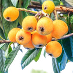 Loquat Fruit Tree 2-3 Feet Tall, One Gallon Pot, Well-Rooted Loquat Plant for Garden and Orchard Planting