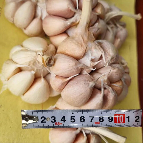 1 Pound Hard Neck Garlic for Planting in Fall, Big Garlic Bulb for Planting, Fresh and High Yield, Cold Hardy, Planting Softneck Hardneck