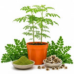 2PPP Moringa Plants Live, Malunggay Trees 5-8 Inches Tall