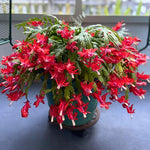 4 Christmas Cactus Plants, Thanksgiving Cactus 3-5 Inch Tall, Winter Succulents Flowers Container Hanging Basket Indoor Outdoor Planting