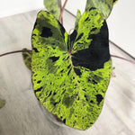 Colocasia Elephant Ears Live Plant, Alocasia Plant, Esculenta Taro Live Houseplant, 5-7 Inc Tall (Green Black Leaf)