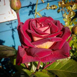Rose Live Plant, Roses Flower Plant, Fragrant Flower for Planting, 4-6 Inches Tall, Bush Shrub Plants, Well Rooted, Ready to Grow (Orange Rose)