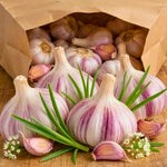 1 Pound Hard Neck Garlic for Planting in Fall, Red Garlic Bulb for Planting, Fresh and High Yield, Cold Hardy, Planting Softneck Hardneck