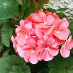3 Salmon Geranium Plants Live, Live Geranium Plants, 5 to 7 Inches Tall, Geranium Flower Plant, Geranium Live Plants Home Garden Outdoors