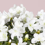 White Azalea Live Plant, Rhododendron Flowering Shrub for Outdoor Planting, 10 Inches Tall, Hardy Azalea Bush for Landscape and Garden