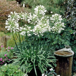 3 White Agapanthus Plants, Hardy Perennial Flowering Lily of The Nile Plants 5-9” Tall for Garden Borders and Containers