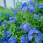 3 Blue Plumbago Plants Live, Plumbago Flower Live Plants, 4 to 6 Inc Tall, Tropical Shrub Plant