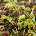 3 King Venus Flytrap Plants Live in Pot, Starter Size, Easy to Grow Tropical Plant Terrarium Indoor Outdoor