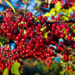 Red Chokecherry Tree Live Plant 8 to 14 Inch Tall, Chokecherry Plant Live in 2.5 Inch Pot to Grow