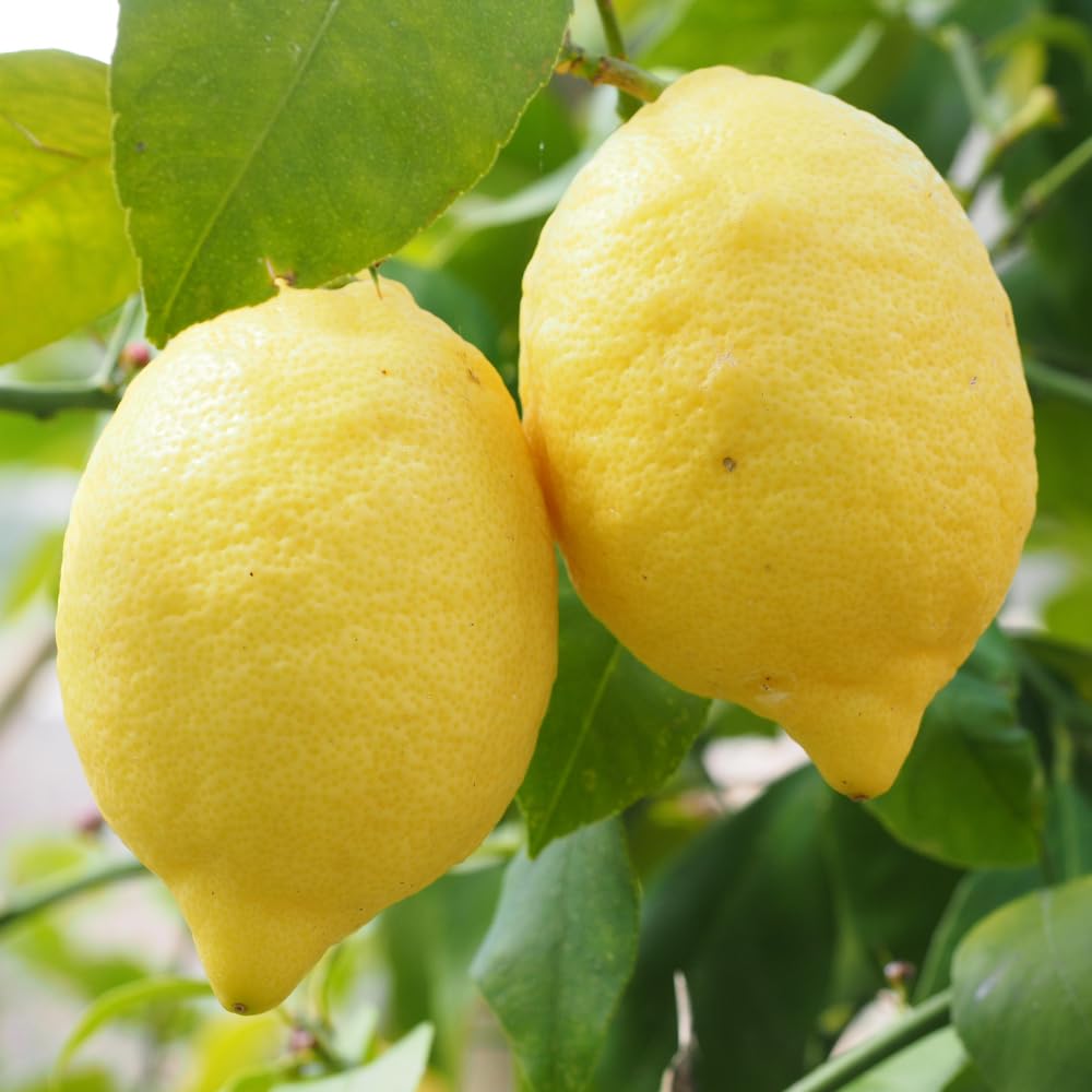 Yellow Lemon Live Tree, Citrus Starter Plant, 3-5 Inches Tall