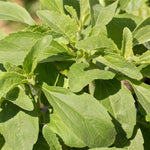 Stevia Plants Live, 4 Inch Pot Herb Stevia Plants Live for Planting