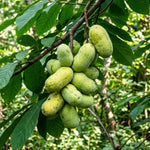 2 Pawpaw Trees Live Plants, Home Garden Fruit Tree, 4-6 Inch Tall