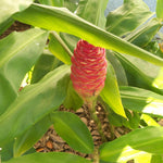 Shampoo Ginger Plant, Awapuhi Ginger Rhizome, 3–5 Inches Tall, Well Rooted, No Pot, Ready for Outdoor Planting