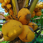 Yellow Coconut Tree Plant Sprouted, Coconut Plant Live, 6 to 8 Inc Tall, Gardening Outdoor