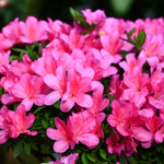 2 Southern Azalea Plants Live Tree, Blooming Rhododendron Bushes, 5-10 Inc Tall, No Pot, for Indoor Outdoor Planting, Vibrant Pink Purple Azalea