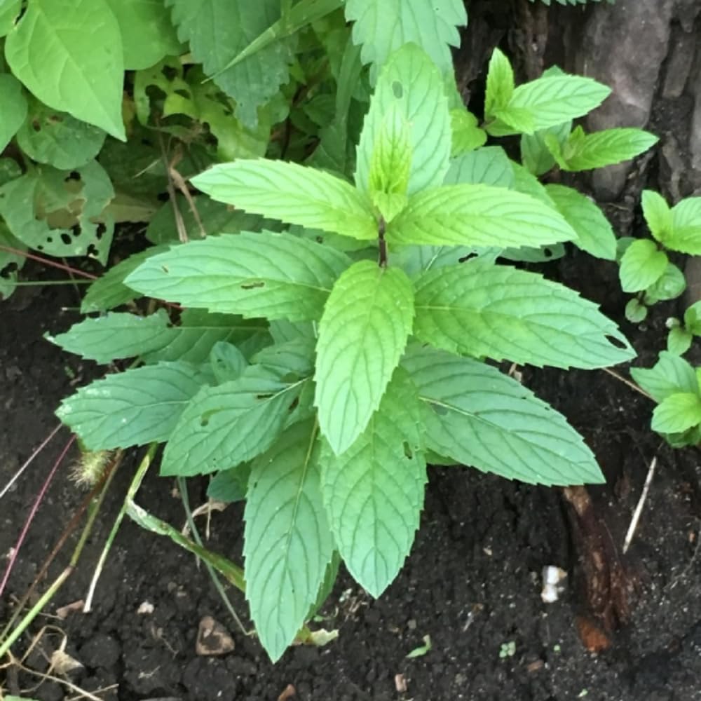 3 Peppermint Plants, Live Mint Plants, 3-5'' Tall, Herb for Outdoor and Indoor Planting