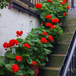 2 Red Geranium Plants Live, Live Geranium Plants, 5 to 6 Inches Tall, Geranium Flower Plant, Geranium Live Plants Garden