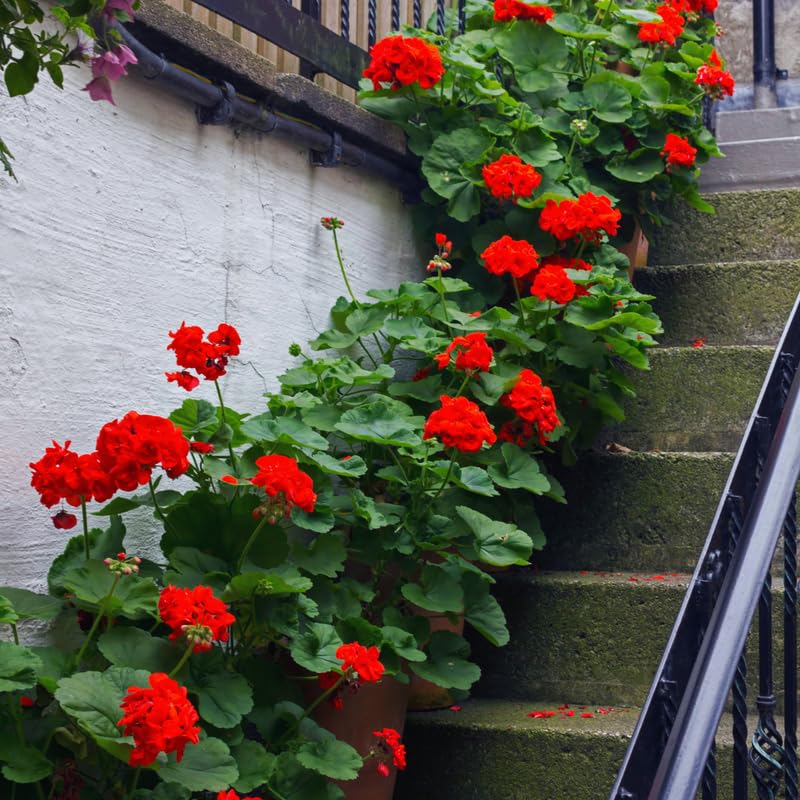 3 Red Geranium Plants Live, Live Geranium Plants, 5 to 7 Inches in Height, Geranium Flower Plant, Geranium Live Plants Gardening Outdoor Indoor Planting