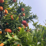 Blood Orange Live Plant in 1 Gallon Pot, Red Orange Tree for Planting Outdoor Garden, Citrus Fruit Tree 24-30 Inch Tall
