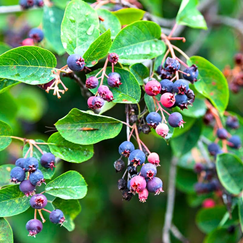 Serviceberry Live Plant, 12-18 Inch Tall Tree in Quart Pot, Edible Berry Tree and Ornamental Shrub for Garden or Landscape