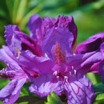 Purple Azalea Plants Live Tree for Outdoor Growing, 9 Months Old Starter Size, Azaleas Rhododendron Flower Vibrant Color Spring Planting