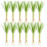 10 Live Lemon Grass Plants for Outside, Lemongrass Plants Live, No Pot, Well Rooted, Trim Back, Fresh Fragrant Lemon Grass Stalks Plants for Outside Live