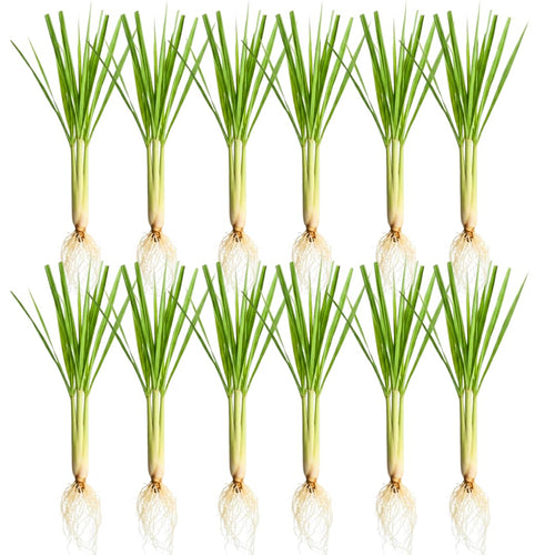 10 Live Lemon Grass Plants for Outside, Lemongrass Plants Live, No Pot, Well Rooted, Trim Back, Fresh Fragrant Lemon Grass Stalks Plants for Outside Live