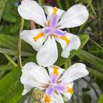 Set 2 African Iris Live Plant, Iris Flower Plant for White Blooms, Low Maintenance and Ready for Planting, Well Rooted from 4 to 6 Inches Tall