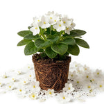 White African Violet Plant Live, 4 Inch Pot, Indoor Flowering Plant